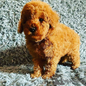 Photo №2 to announcement № 173436 for the sale of poodle (toy) - buy in Spain 