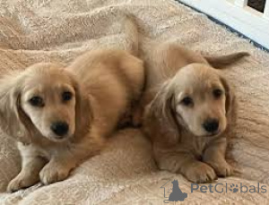 Photo №3. Cuccioli di Bassotto in vendita. Italy