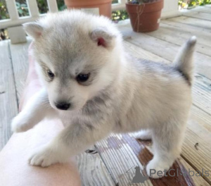 Photo №2 to announcement № 165801 for the sale of siberian husky - buy in Italy private announcement, breeder
