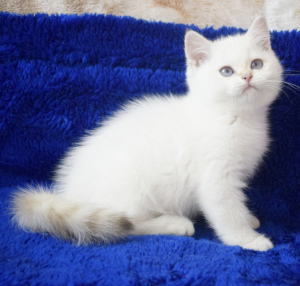 Photo №2 to announcement № 3467 for the sale of british shorthair - buy in United States from nursery