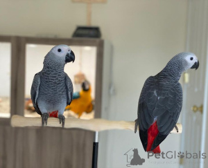 Photo №1.  - for sale in the city of Los Altos | Is free | Announcement № 139131