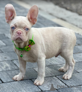 Additional photos: Pink french bulldog puppies