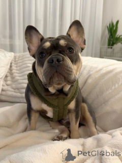 Photo №1. french bulldog - for sale in the city of Berdorf | negotiated | Announcement № 157835