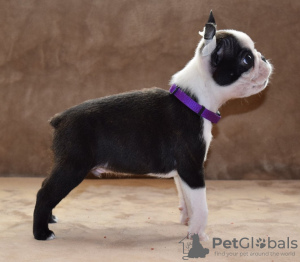 Photo №1. boston terrier - for sale in the city of Belgrade | negotiated | Announcement № 53419