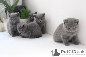 Photo №2 to announcement № 121810 for the sale of british shorthair - buy in Portugal 