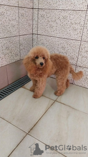 Photo №1. poodle (toy) - for sale in the city of Zrenjanin | 1057$ | Announcement № 125502