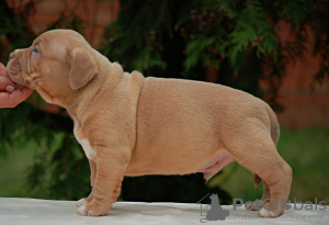 Additional photos: American bully puppies