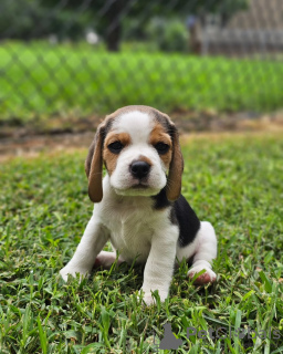 Photo №3. Beagle puppies looking for forever homes. Germany