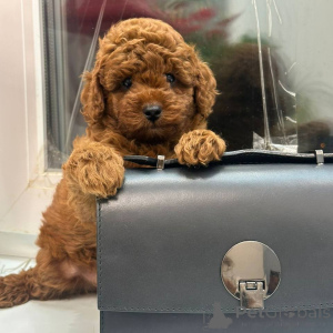 Photo №3. Apricot-coloured toy poodle puppies delivery throughout Europe. Germany