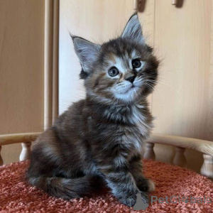 Photo №1. maine coon - for sale in the city of Teltow | 329$ | Announcement № 151255