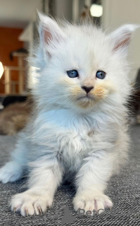 Photo №1. maine coon - for sale in the city of Berlin | negotiated | Announcement № 158796