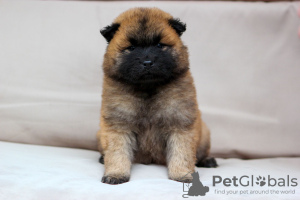 Additional photos: Eurasier puppies