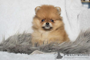 Photo №2 to announcement № 123694 for the sale of pomeranian - buy in Czech Republic private announcement