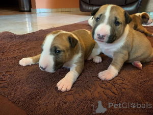 Photo №1. bull terrier - for sale in the city of Blankenberge | negotiated | Announcement № 173378
