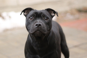 Photo №1. staffordshire bull terrier - for sale in the city of Yoshkar-Ola | Negotiated | Announcement № 5236