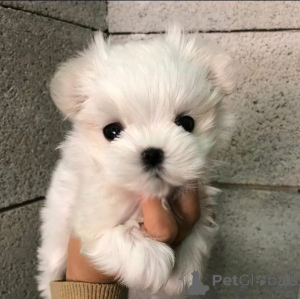 Photo №1. Yorkie in the city of Feldkircch. Price - 1500$. Announcement № 144958