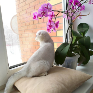 Photo №2 to announcement № 5490 for the sale of scottish fold - buy in Russian Federation breeder