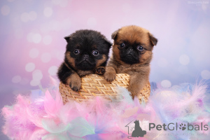 Photo №1. petit brabançon - for sale in the city of Moscow river | 556$ | Announcement № 161854