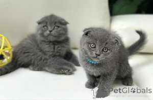 Photo №1. scottish fold - for sale in the city of Antwerp | Is free | Announcement № 154176