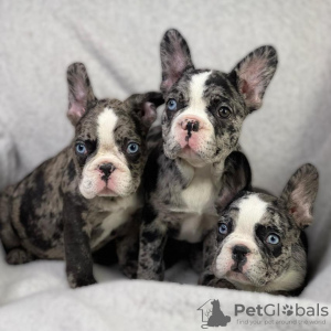 Photo №1. french bulldog - for sale in the city of Berlin | negotiated | Announcement № 98495