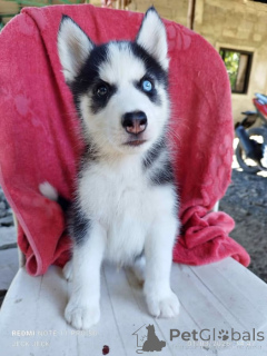 Photo №1. siberian husky - for sale in the city of Liège | negotiated | Announcement № 169349