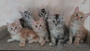 Photo №2 to announcement № 97098 for the sale of kurilen bobtail - buy in Turkey from nursery, breeder