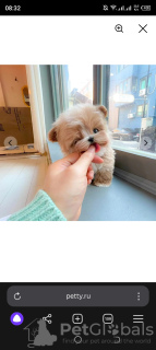 Additional photos: Maltipoo babies 4 months up to 1 kg