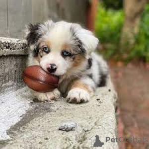 Photo №2 to announcement № 167113 for the sale of australian shepherd - buy in Belgium private announcement, breeder