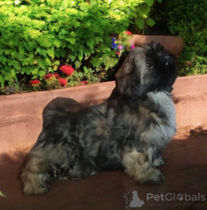 Photo №2 to announcement № 135971 for the sale of shih tzu - buy in Poland private announcement
