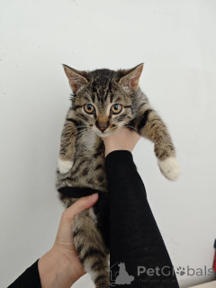 Photo №1.  - for sale in the city of Moscow river | Is free | Announcement № 159964