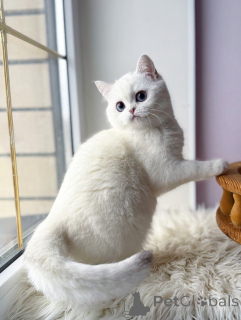 Photo №1. scottish fold - for sale in the city of Munich | negotiated | Announcement № 165014