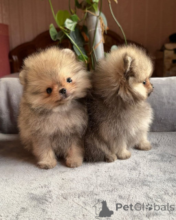 Photo №2 to announcement № 158868 for the sale of pomeranian - buy in United States private announcement
