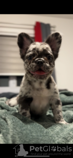 Photo №1. french bulldog - for sale in the city of Montreal | negotiated | Announcement № 100331