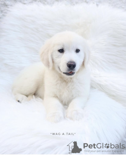 Photo №4. I will sell golden retriever in the city of Leverkusen. private announcement, from nursery, from the shelter, breeder - price - 422$
