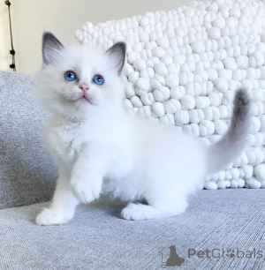 Photo №1. ragdoll - for sale in the city of The Rocks | 2900$ | Announcement № 176622