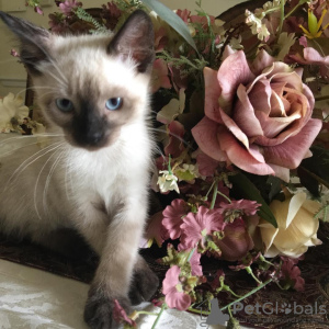 Photo №1. siamese cat - for sale in the city of Nuremberg | Is free | Announcement № 107827