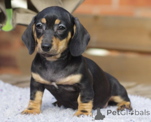 Photo №4. I will sell non-pedigree dogs in the city of Bække. private announcement, breeder - price - 619$