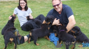 Photo №2 to announcement № 65570 for the sale of rottweiler - buy in Germany breeder