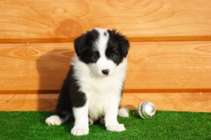 Photo №3. Border Collie puppies for sale boys. Russian Federation