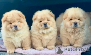 Photo №2 to announcement № 138951 for the sale of chow chow - buy in United States breeder