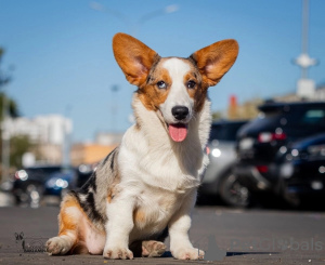 Additional photos: Welsh Corgi Cardigan, puppy