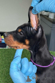 Photo №3. Doberman puppies. Serbia