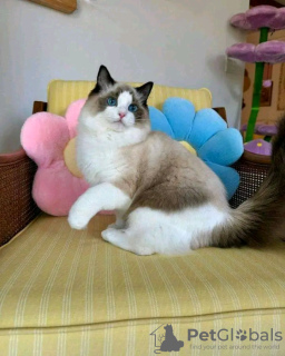 Photo №2 to announcement № 121717 for the sale of ragdoll - buy in Russian Federation breeder