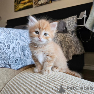 Photo №4. I will sell siberian cat in the city of Bois Kolomb. private announcement - price - 485$