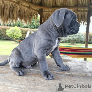 Photo №2 to announcement № 171210 for the sale of cane corso - buy in Poland breeder