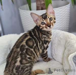 Photo №1. bengal cat - for sale in the city of Handewitt | 361$ | Announcement № 178150