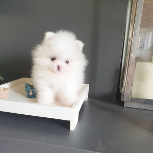 Additional photos: pomeranian