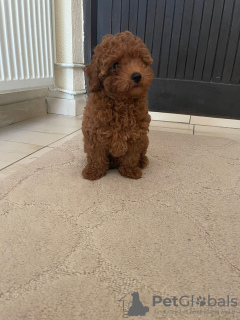 Photo №4. I will sell poodle (toy) in the city of Панчево. breeder - price - negotiated