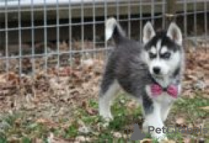 Photo №1. siberian husky - for sale in the city of Berlin | Is free | Announcement № 126156