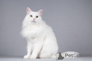 Photo №3. Timosha the cat is looking for a kind heart.. Russian Federation